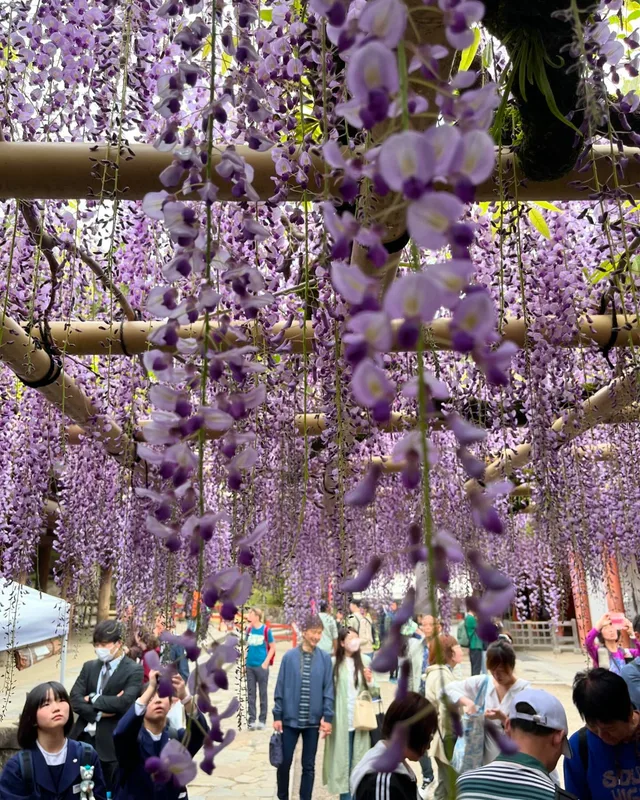 Purple curtains of blooming wisteria. #wisteria #wisteriaflowers #wisterialane #wisteriahysteria #kasugataisha #nara #n