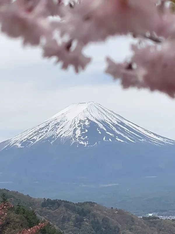 🗻&🌸 #mtfuji #sakura #sakurajapan #mtfujijapan