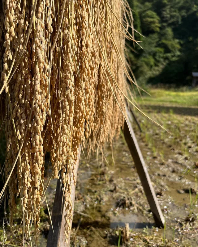 Rice harvest 🌾 🌾 🌾 #ricefield #riceharvest #riceterrace #rice #shirakawago #gifuprefecture #japan