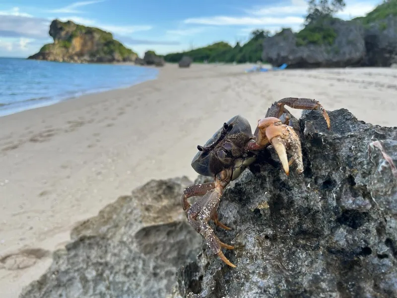 #crab #crablife #beach #beachlife #okinawa #okinawabeach #okinawalife