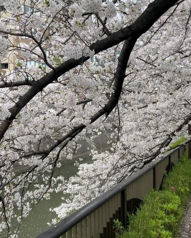 #sakura #meguro #meguroriver #tokyo