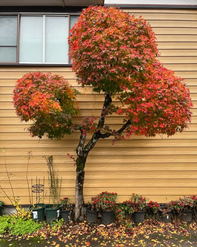 Autumn 🍂 in the Japan alps. #koyo #autumnleaves #autumncolors #momiji #japanesegarden #teahouse #kimono #snowmonkey #ka