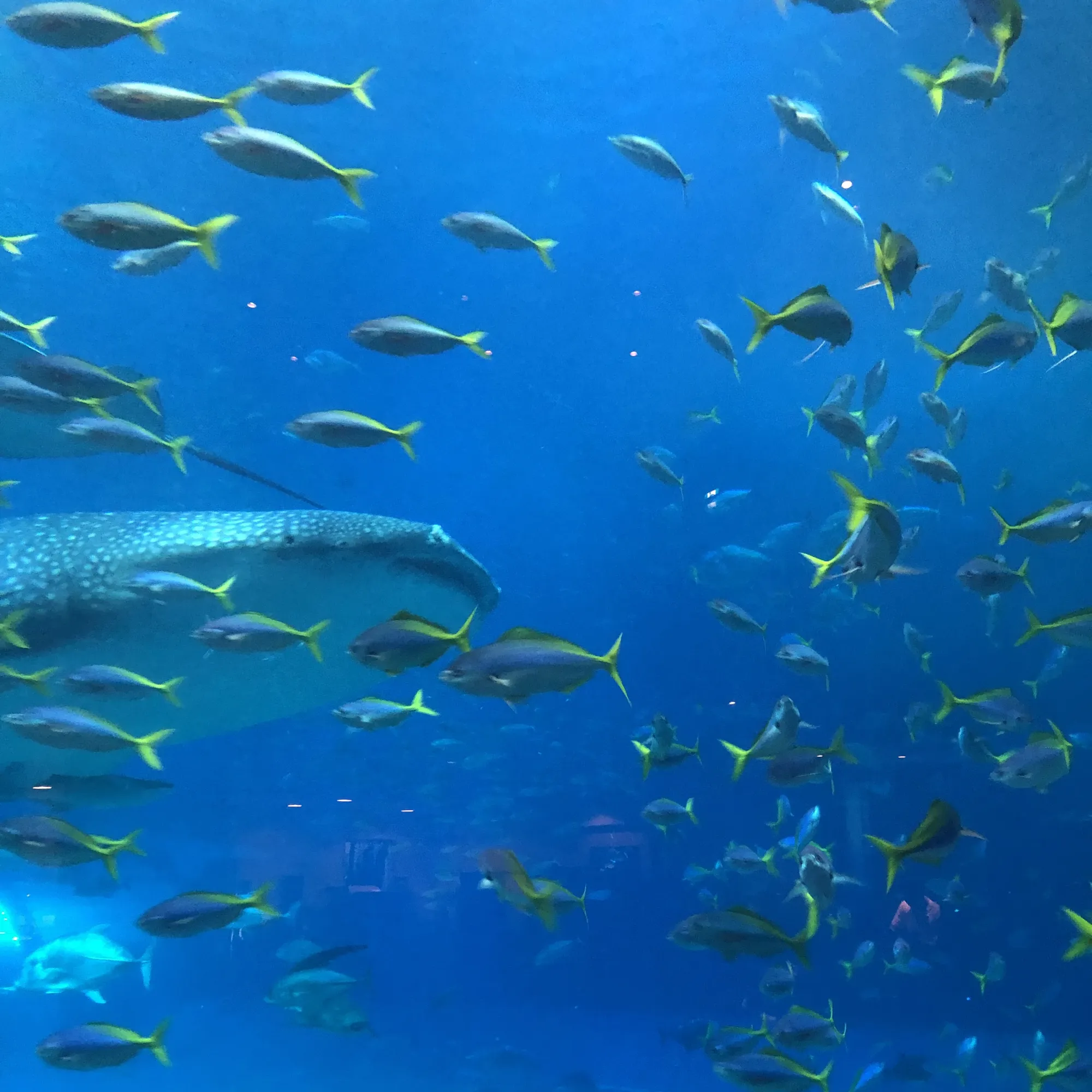 Oceánský Expo park