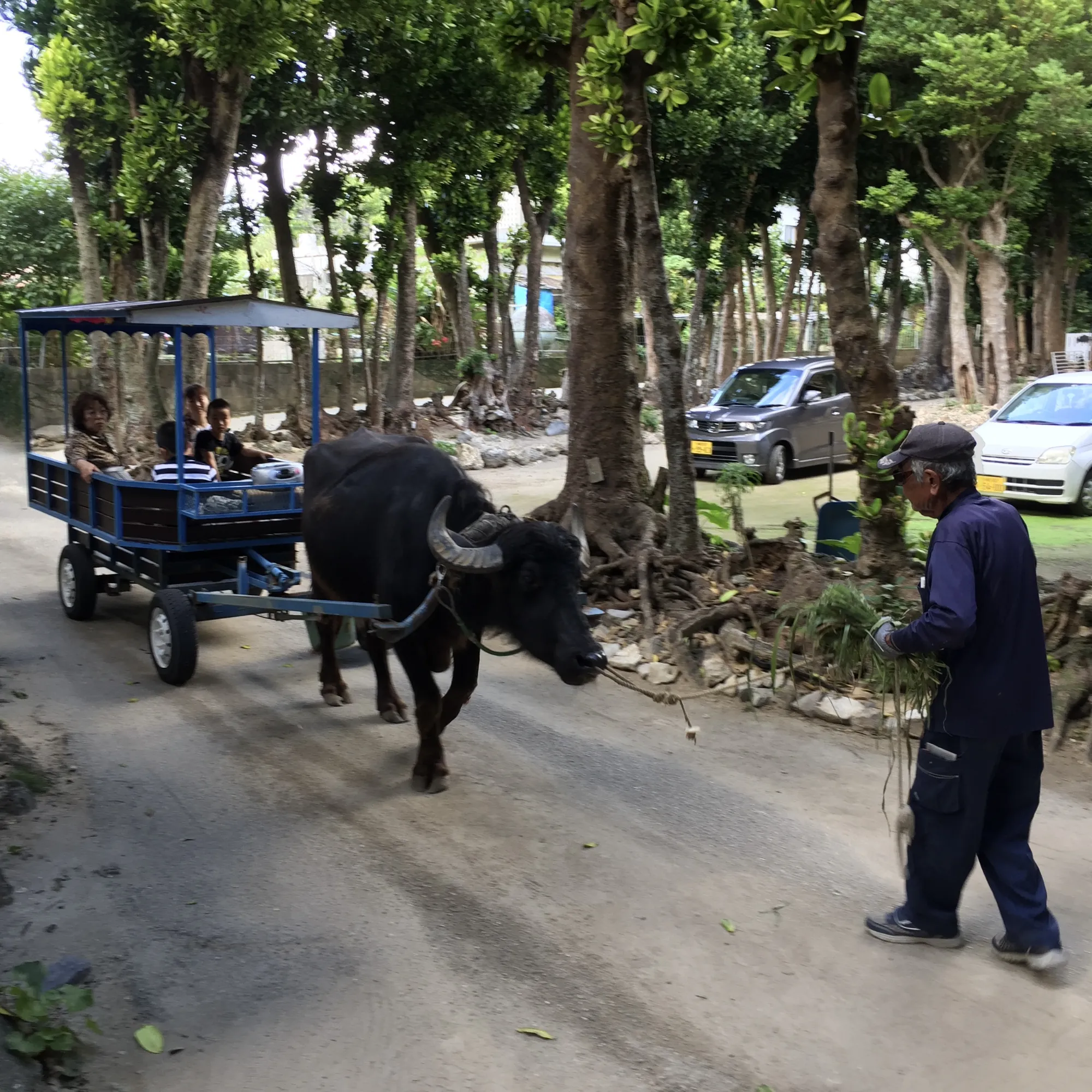 Projížďka na vozíku taženém vodním buvolem (pouze víkendy)