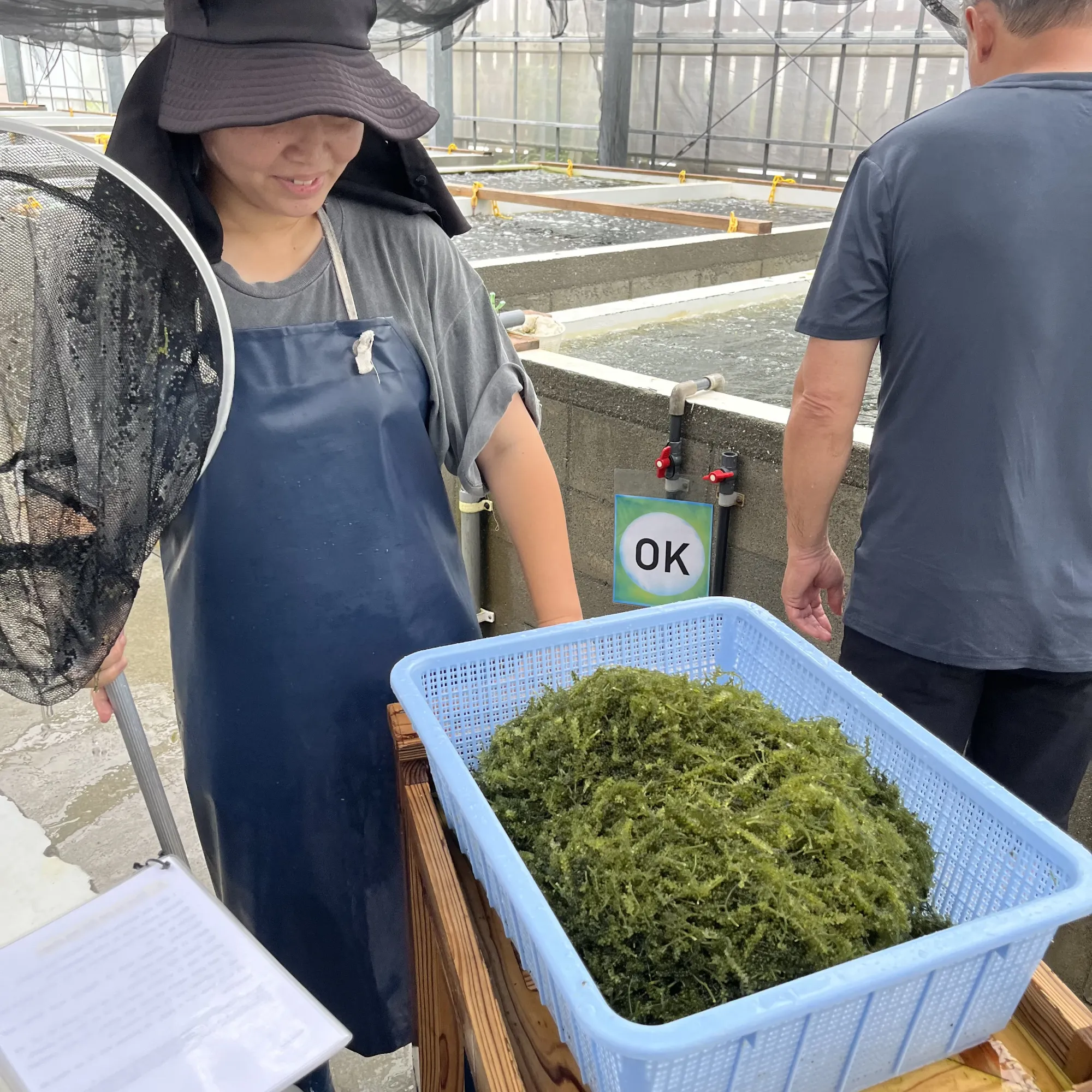 Farma s mořskou řasou umibudó